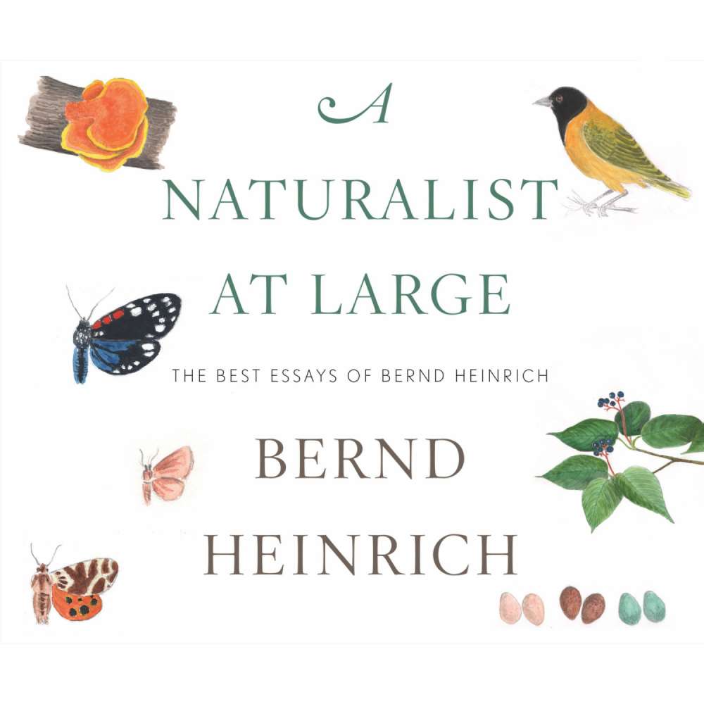 Cover von Bernd Heinrich - A Naturalist at Large - The Best Essays of Bernd Heinrich