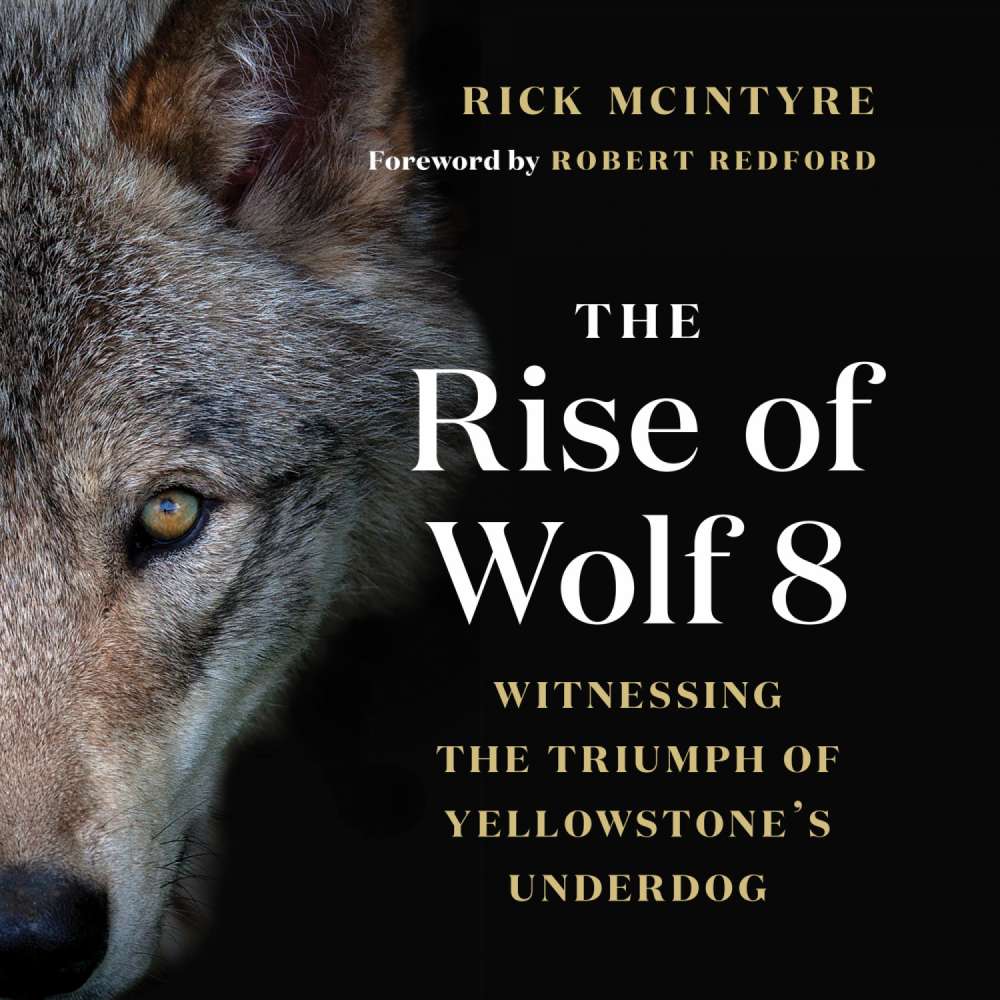 Cover von Rick McIntyre - Alpha Wolves of Yellowstone: A Trilogy - Book 1 - The Rise of Wolf 8 - Witnessing the Triumph of Yellowstone's Underdog